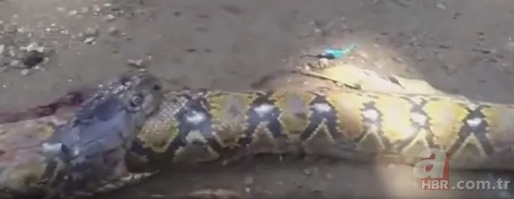 Piton bebek yuttu iddiası ortalığı karıştırdı! 🐍Yılanın midesinden bakın ne çıktı