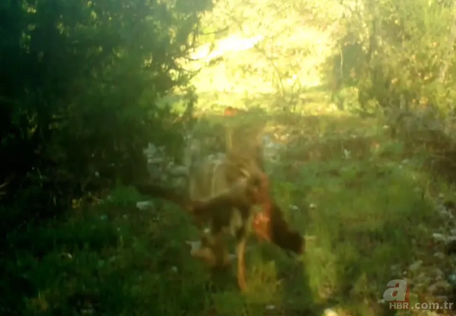 Kurt sürüsü köpeğe böyle saldırdı! Sahibi… 12