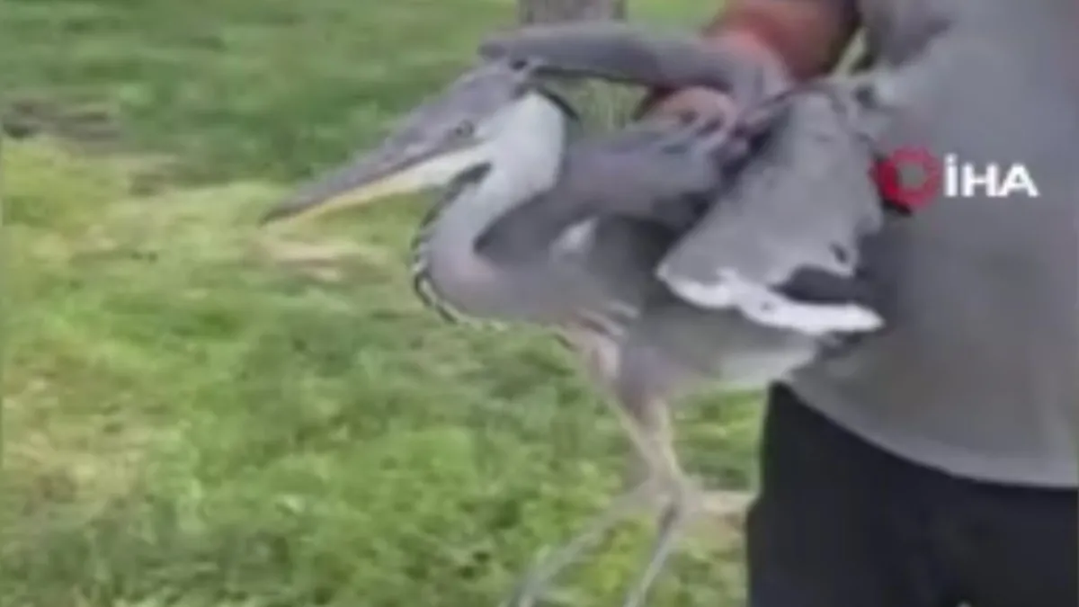 Başkentte yaralı kuş paniği! Balıkçıl kuşu tedavi altına alındı