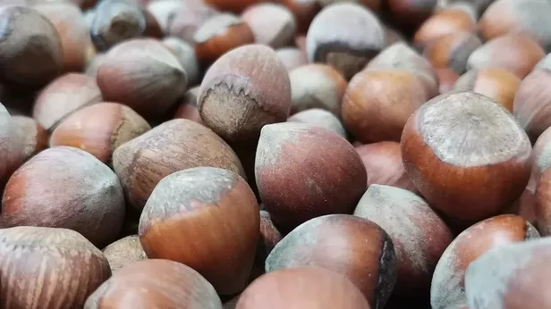 5 Aralık fındık fiyatları ne kadar, kaç TL oldu? Rize, Artvin, Trabzon, Giresun il il güncel fiyatlar... | Fındık fiyatları 2022