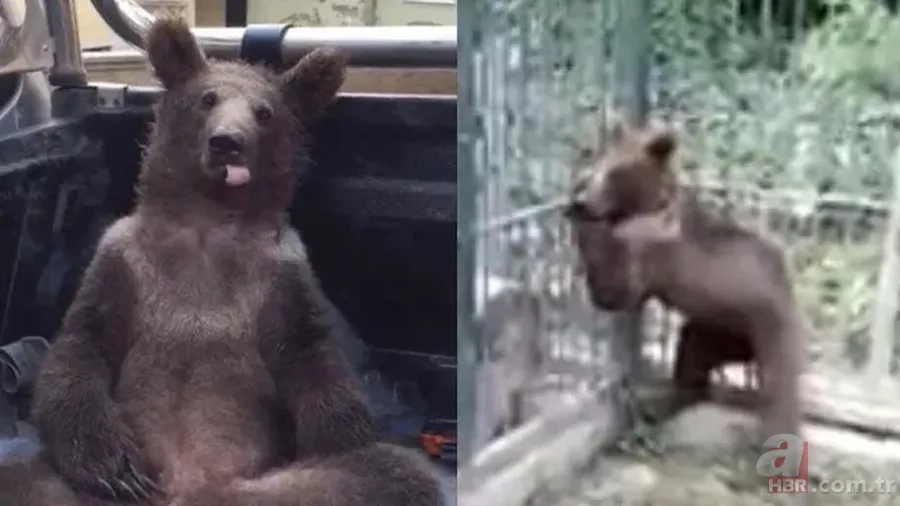 Acı bal yiyen ayıdan haber var: Bakanlık görüntüsünü paylaştı 2