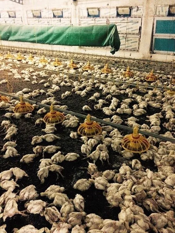 Havalandırma bozuldu, 28 bin tavuk telef oldu