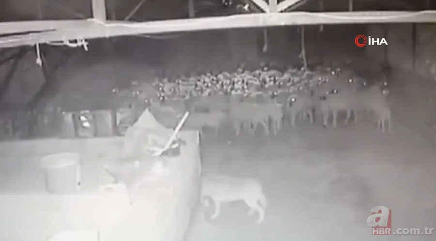 Ağıla girince şoke oldu! Kaçarken tekrar saldırdı… Tek tek saldırıp böyle dehşet saçtı 12