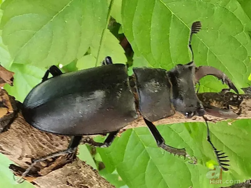 Koronavirüs nedeniyle sokağa çıkmak yasaklanmıştı! Sokakta yıllardır görülmeyen misk kedisi görüntülendi 9