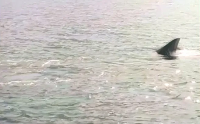 Görüntüler Rodos açıklarından! Köpek balığı Kaşalot cinsi balinayı böyle kovaladı