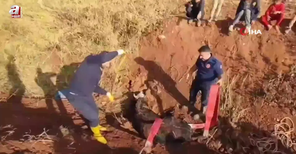 Tahliye kanalına düşen inek kurtarıldı