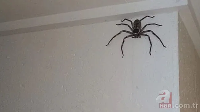 Dünyanın en zehirli örümceği! 🕷 O ilde ortaya çıktı 5