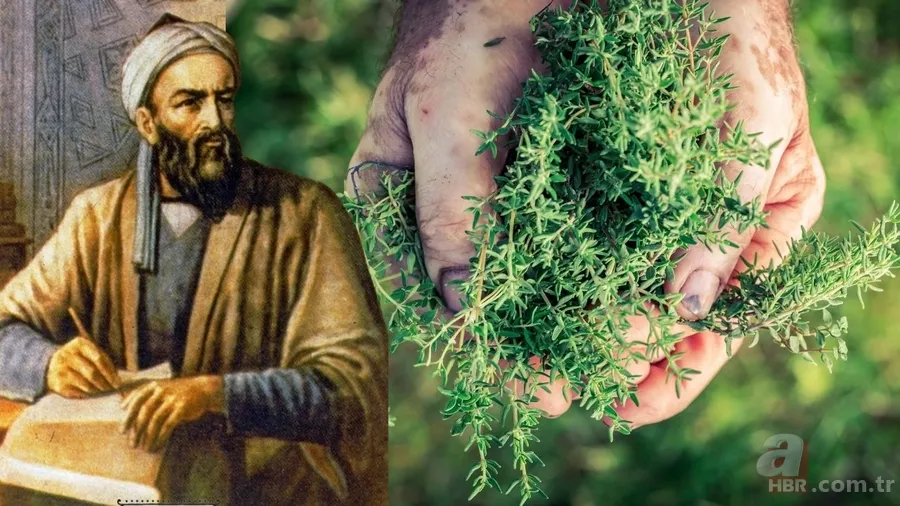 Kilo, şişkinlik, ödem 3’ü bir arada yok oluyor! Dağlarda yetişiyor: İbn-i Sina’nın asırlık tarifiyle göbek yağlarını eritin 1