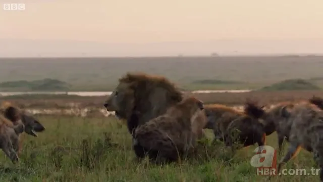 İzmir'de sırtlan paniği! "Tire canavarı" korku salıyor 20