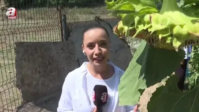 A Haber ekibi Pirinççi Köyü’nde