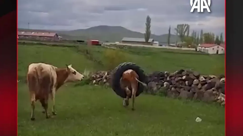 LASTİĞE TAKILDI