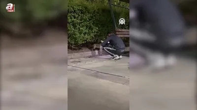 Parkta yiyecek arayan tilki görüntülendi