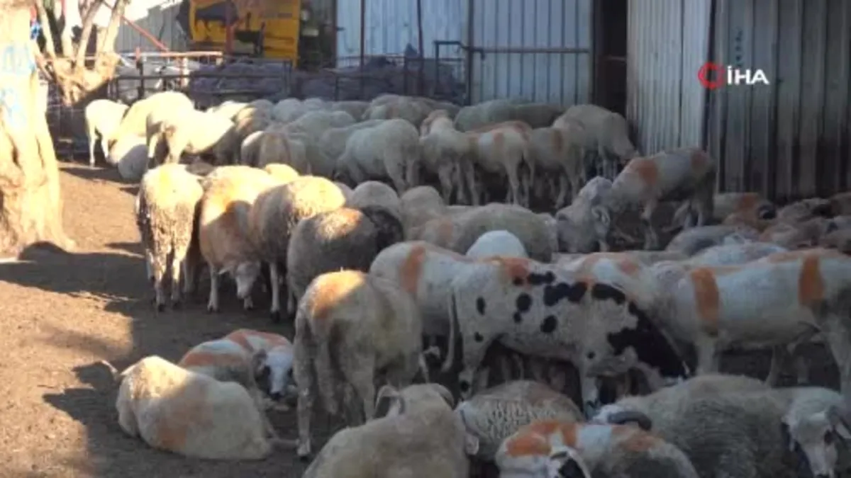 Kurbanlık alırken bu detaylara dikkat