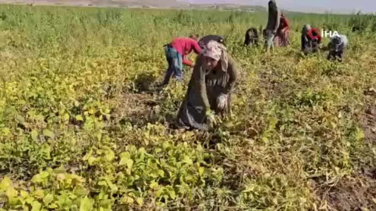 Bitlis Adilcevaz’da fasulye hasadı başladı