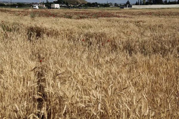 Küresel yeni oyunun adı "buğdayımız kalmadı" sahnede! Türkiye'nin tedbirleri hazır - 2