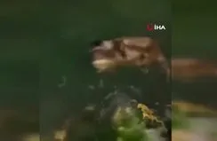 Yalova kıyılarında 2 su samuru görüntülendi
