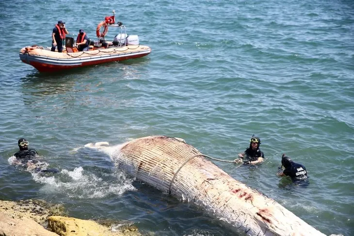 Mersin’de kıyıya vurdu! Metrelerce uzunlukta...