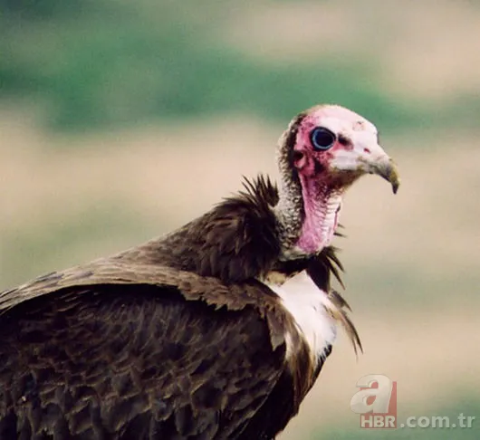 En uzun yaşayan hayvan hangisidir? 11