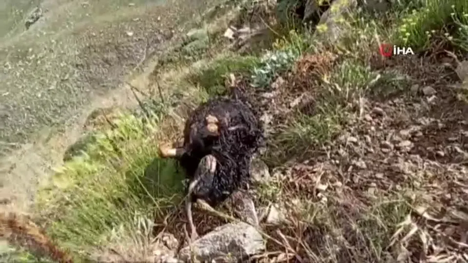 Sürüye yıldırım düştü! Onlarcası telef oldu