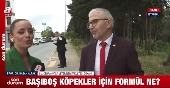 Başıboş köpek sorunu nasıl çözülecek? Hangi formüller uygulanacak? İşte A Haber’in ulaştığı teklifin taslak metni