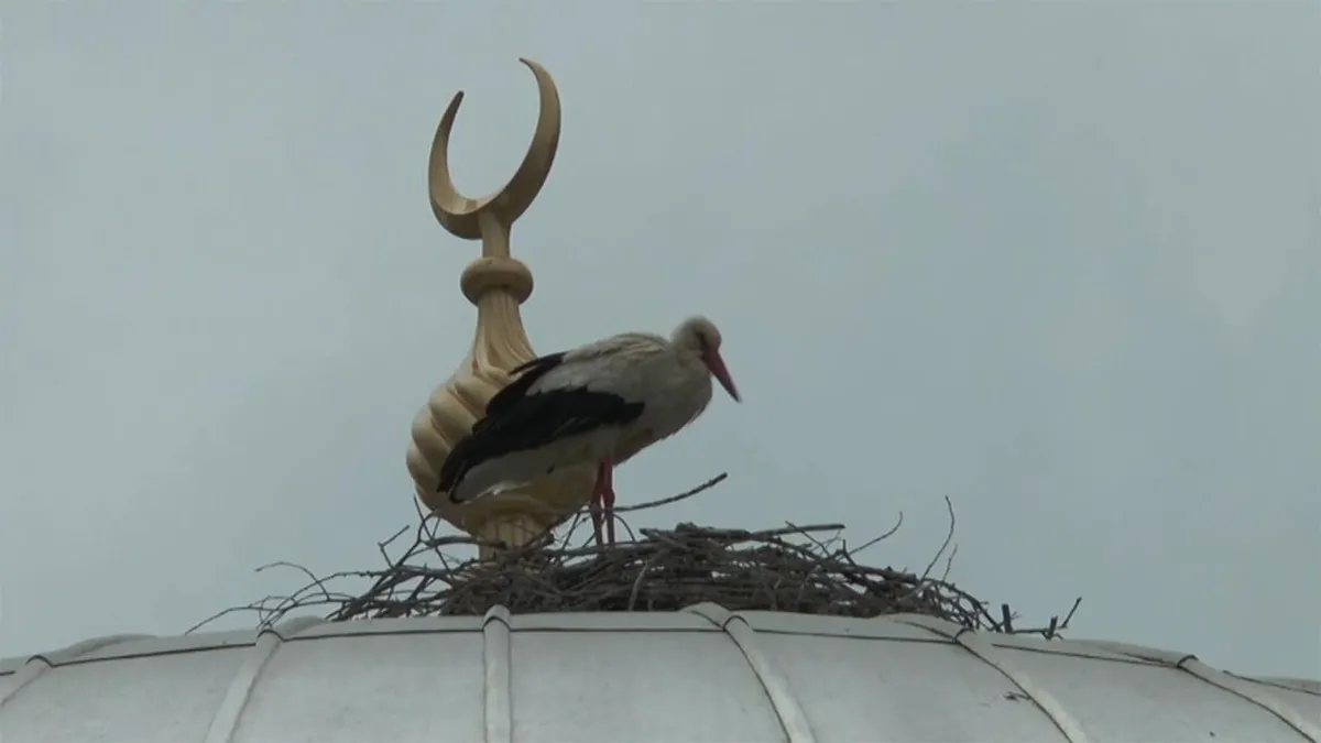 Bayburt'un 'Vefalı' leyleği geri döndü!