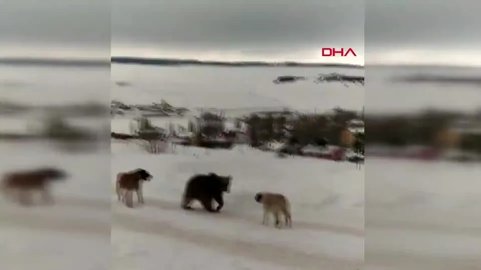Aç kalan ayının köpeklerle mücadelesi