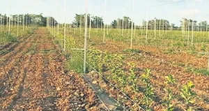 Tarımsal mucize 250 noktaya taşınacak