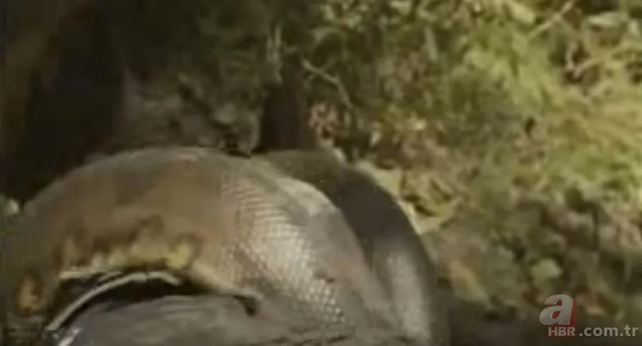 Kral kobra yılanı İngiliz adama saldırdı! Dünyanın en tehlikeli yılanı dinlenen adamı yakaladı 19