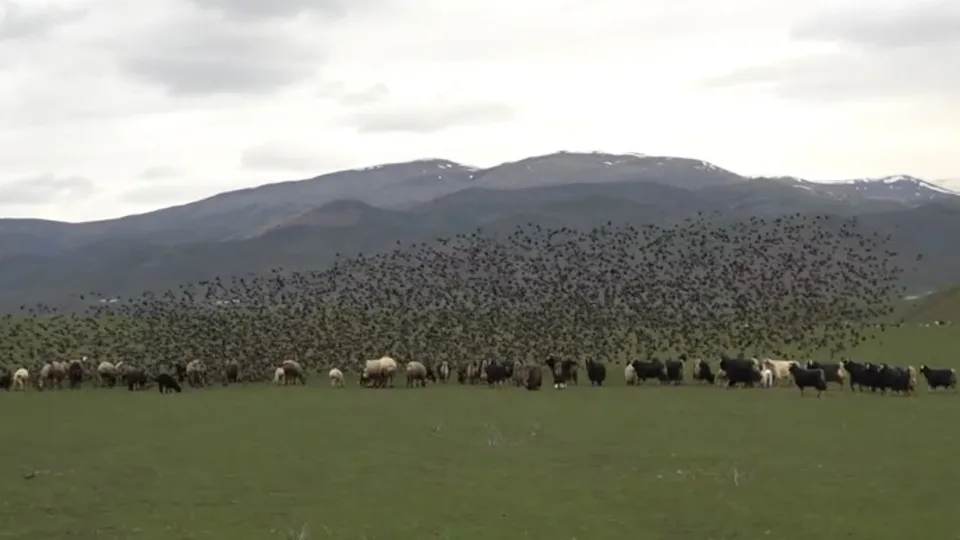 Peşlerinden ayrılmıyor! Sığırcık sürüsünün koyunlarla dansı