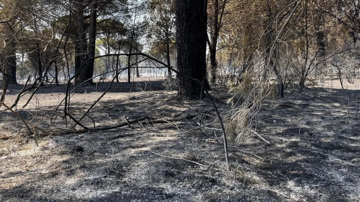 Anız yangını ormana sıçradı, 16 hektar kül oldu