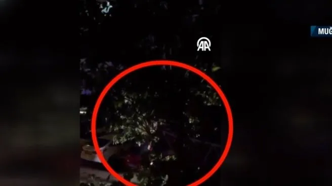 Kaza yapan motosikletli ağaçta asılı kaldı!