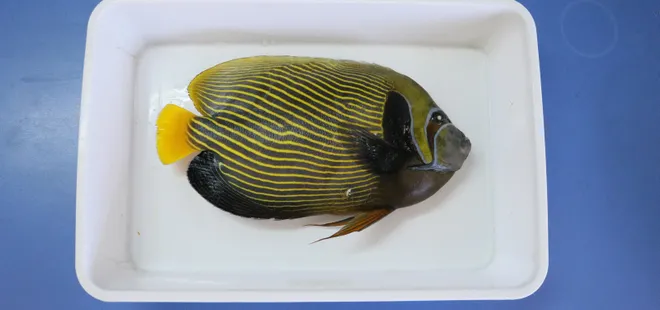 Türkiye'de ilk kez görülen balığa 'Fenerbahçe' adı verildi