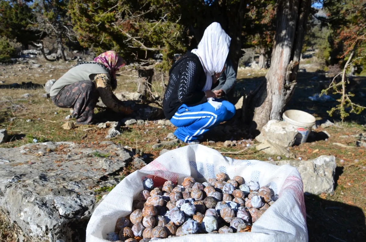 5 kilo kozalaktan sadece 1 kilo çıkıyor! Toroslar'da üretiliyor, 500 liraya satılıyor - 2