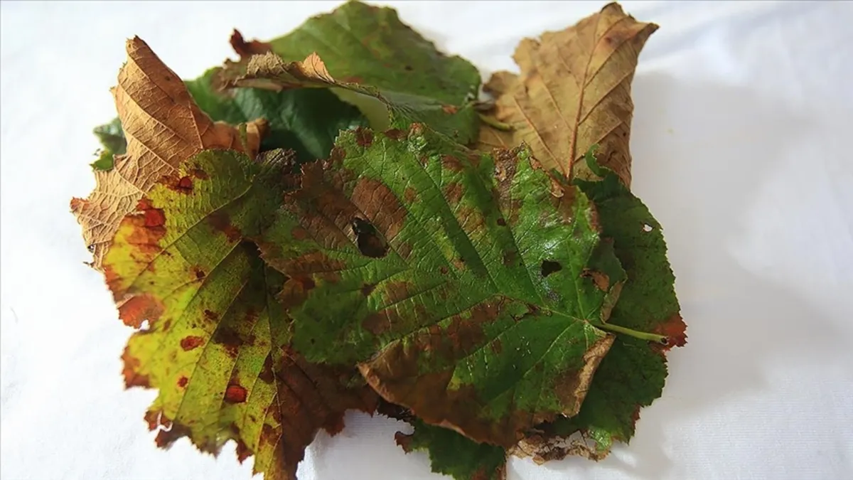 Kansere umut oldu: Her sofrada bir tabak şifa!