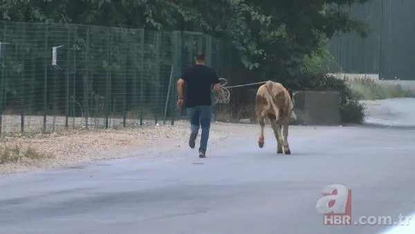 Kurban Bayramı'na saatler kala hareketli dakikalar! Kiminin kolu çatladı, kiminin boğası kaçtı 22
