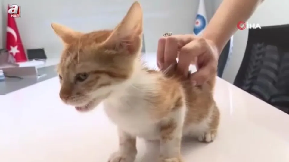 Çaya düşen yavru kediyi ekipler kurtardı