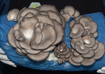 Talep yağıyor! 3 mühendis arkadaş bir araya gelip üretti