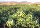 Tonlarca karpuz vatandaşa dağıtıldı