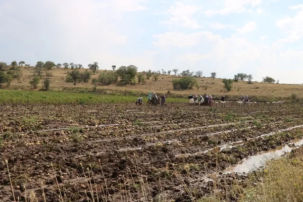 afyonkarahirda-sel-basan-tarlada-toplanmaya-bekleyen-35-ton-patates-sular-altinda-kaldi-1660214648978.jpg