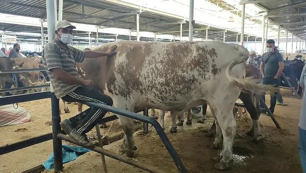 Kurban pazarının şampiyonu belli oldu - 1
