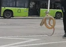 Otobüste zehirli yılan paniği