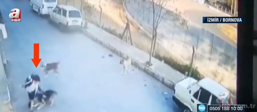 İzmir'de sokak köpekleri çocuğa saldırdı! O anlar kamerada 3