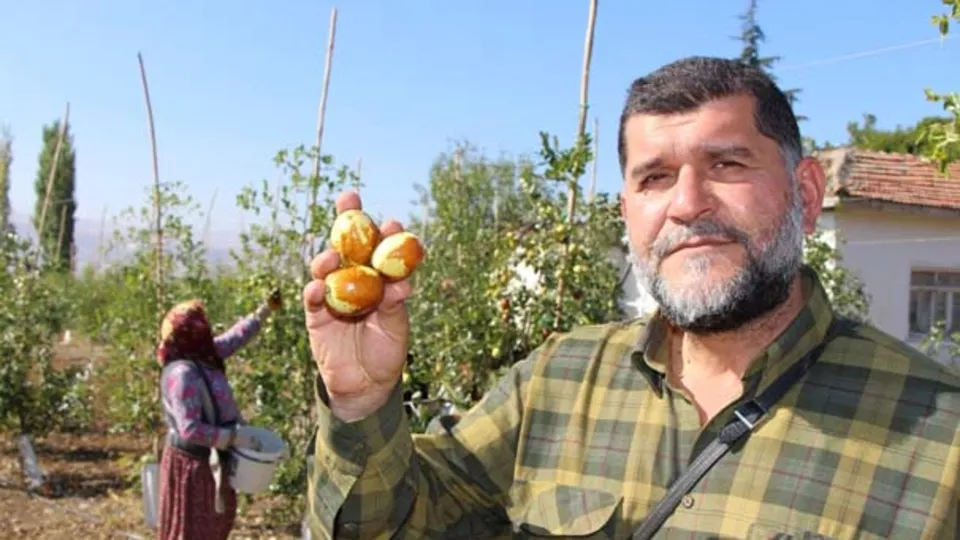 Rüyasındaki meyveden 250 ton üretti
