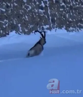 Dağ keçisinin zor anları! Hakkari'deki yoğun kar yağışı onları da olumsuz etkiledi 2