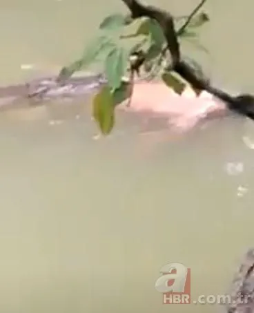 Nehirde timsah dehşeti! Zavallı adamı parçaladığı görüntüler saniye saniye kaydedildi