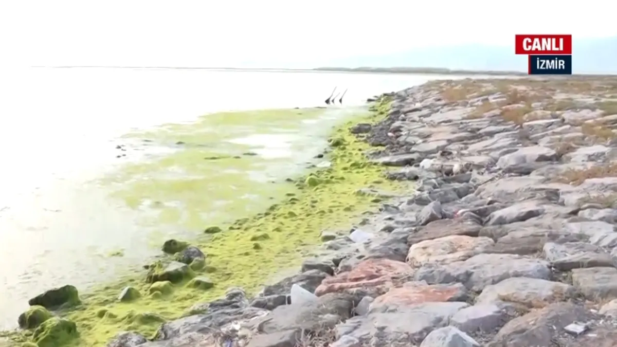 İzmir Körfezi’nde kirlilik! Önce ölü balıklar, şimdi yosun istilası