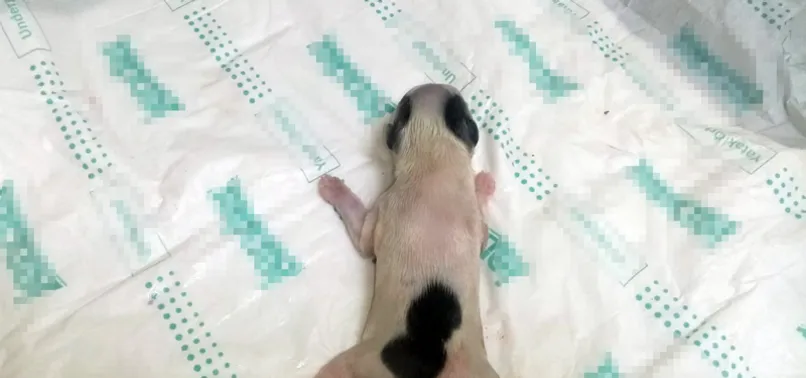6 bacakla dünyaya geldi! Organ yetmezliğinden öldü