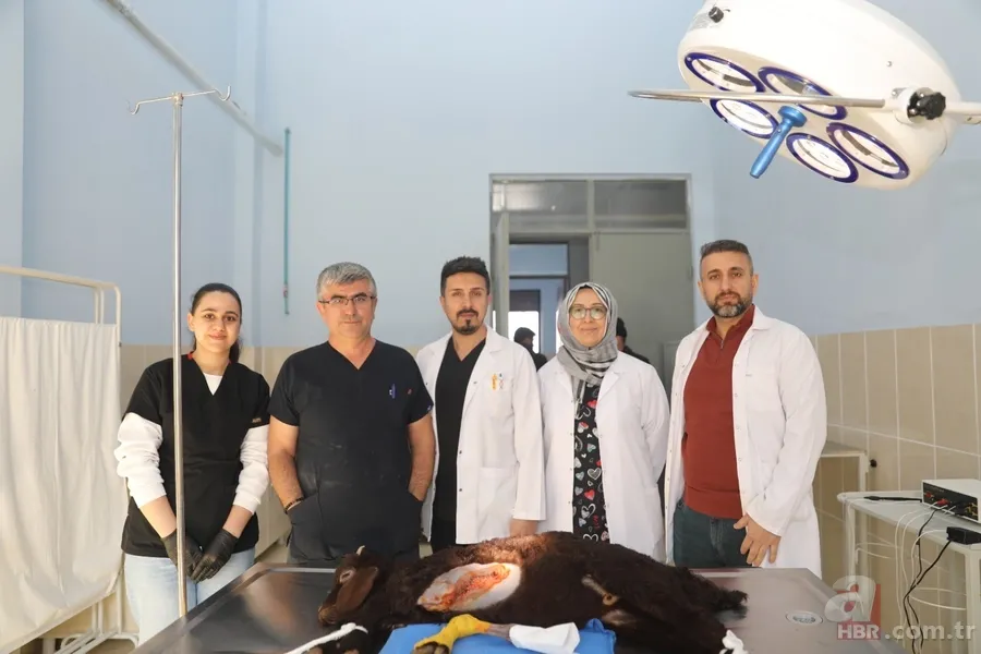 Iğdır’da hayrete düşüren olay! Kuzu 5 bacaklı dünyaya geldi... Ameliyat edildi 3