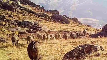 VAHŞİ DOĞA BELGESELİ TADINDA GÖRÜNTÜLER SİVAS’TAN... Birlikte yürürken kayda alındı