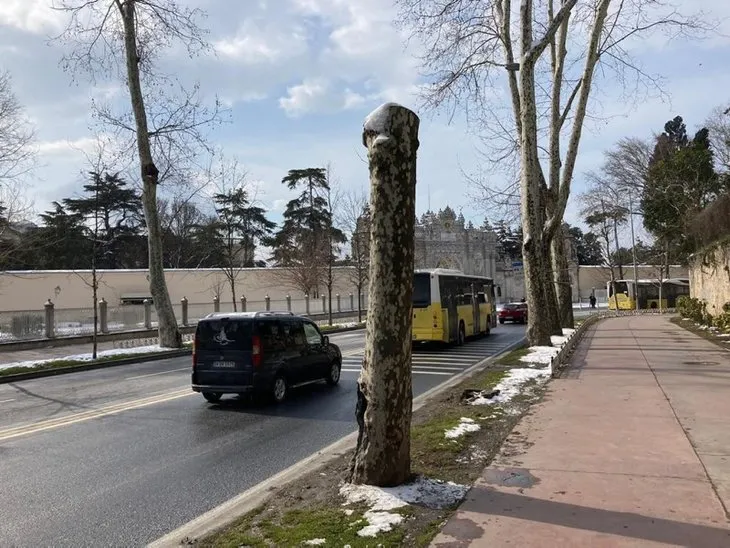 Çırağan'daki ağaç katliamının arkasında ne var? İBB İstanbul'un tarihi simgesine hançer sapladı